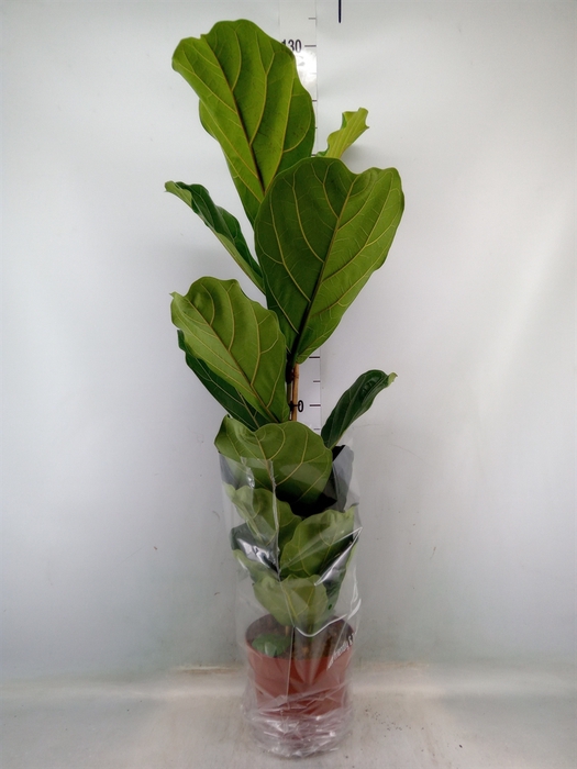 <h4>Ficus lyrata</h4>