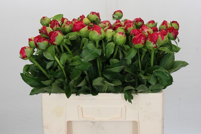 <h4>Paeonia Paula Fay</h4>