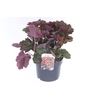 Heuchera micrantha Palace Purple