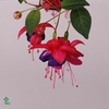 FUCHSIA GENERAL MONK