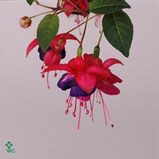 FUCHSIA GENERAL MONK