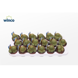 Mammillaria Marksiana (group)