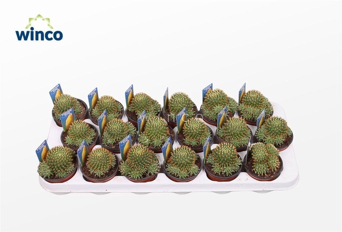 Mammillaria Marksiana (group)