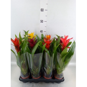 Bromelia   ...mix