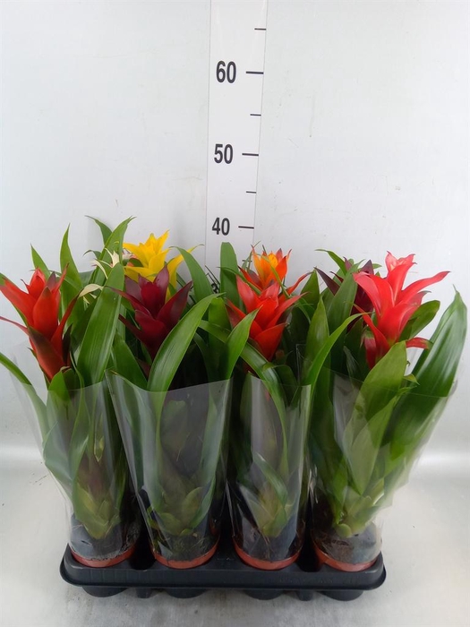 <h4>Bromelia   ...mix</h4>