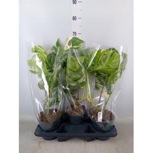 Monstera delic. 'Variegata'