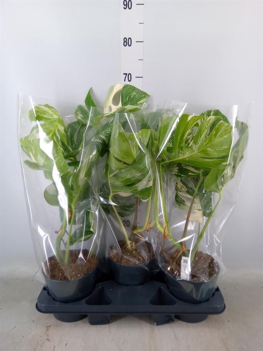 <h4>Monstera delic. 'Variegata'</h4>
