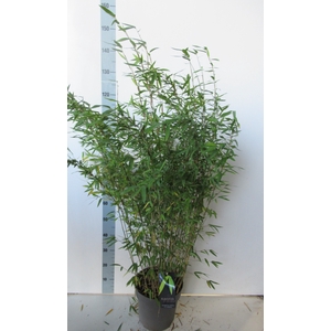 Fargesia nitida 'Volcano' P27