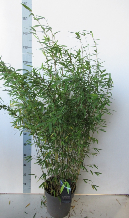 <h4>Fargesia nitida 'Volcano' P27</h4>