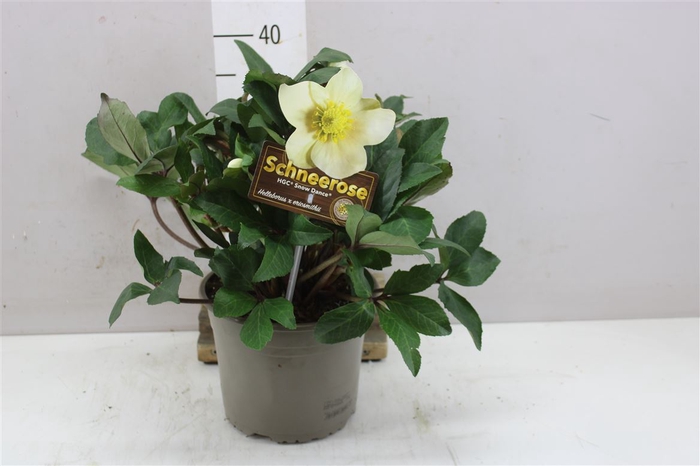 <h4>Helleborus B Hgc Snow Dance 25+</h4>