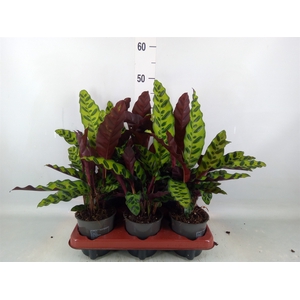 Calathea lancifolia