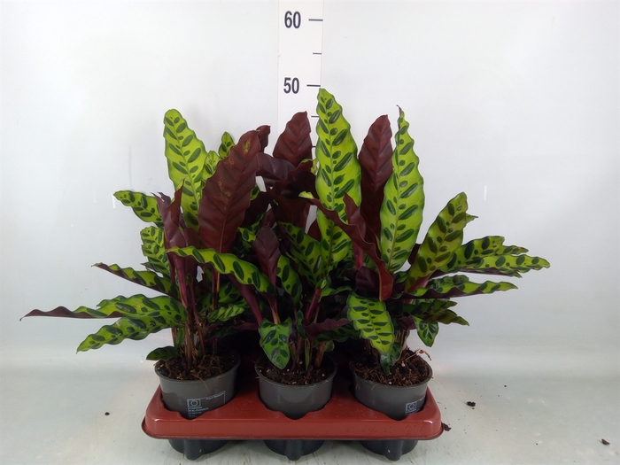 <h4>Calathea lancifolia</h4>