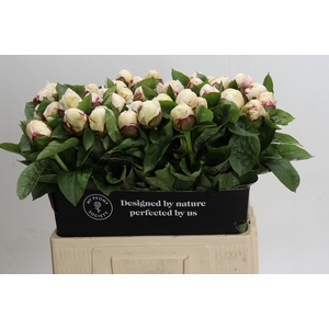 Paeonia Ivory Escort