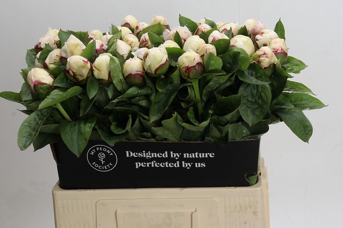 Paeonia Ivory Escort