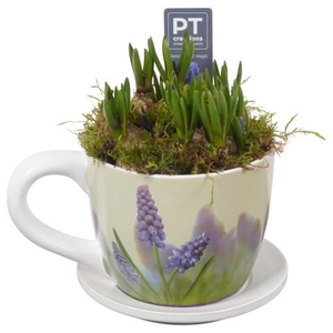PTMB6313 Arrangement Muscari Blue in keramiek kop en schotel