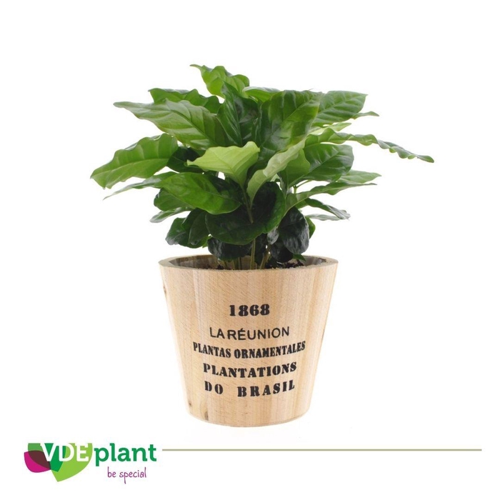 <h4>Coffea in Nairobi pot</h4>