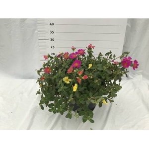 PORTULACA MIX P23