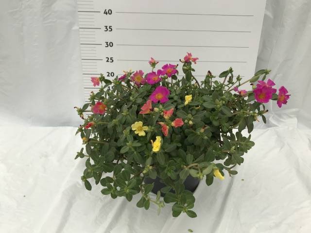 <h4>PORTULACA MIX P23</h4>