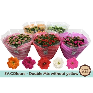 Kalanchoë Double Mix in SV.COloursleeve - without yellow