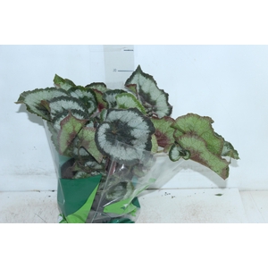 BEGONIA REX P17 CARACOL