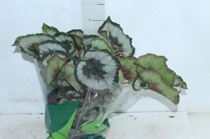 BEGONIA REX P17 CARACOL