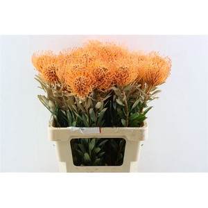 Leuco Klbh Apricot