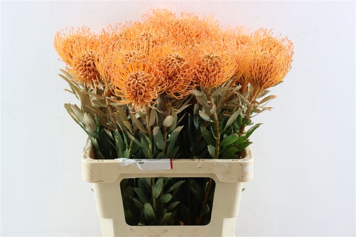 <h4>Leuco Klbh Apricot</h4>