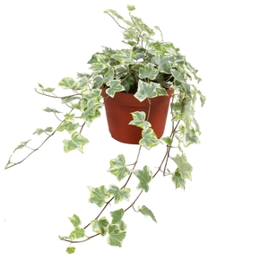 Hedera helix 'Mint Kolibri'