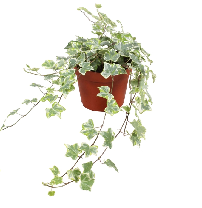 <h4>Hedera helix 'Mint Kolibri'</h4>