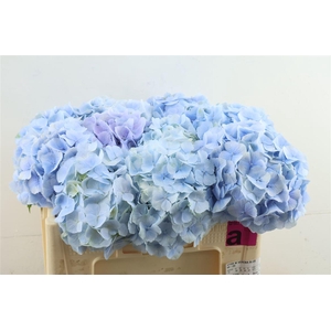 Hydr M Verena Blue 50-20