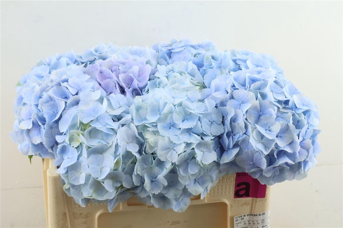 <h4>Hydr M Verena Blue 50-20</h4>