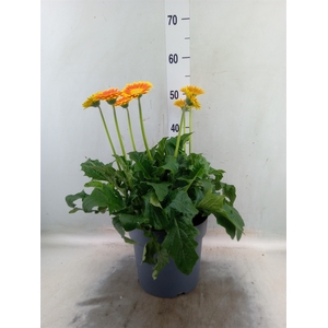 Gerbera  'Garvinea'   ...mix