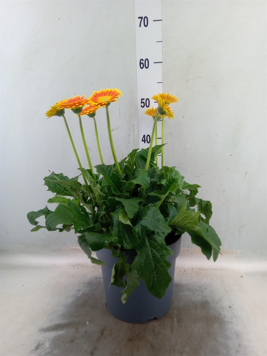 <h4>Gerbera  'Garvinea'   ...mix</h4>