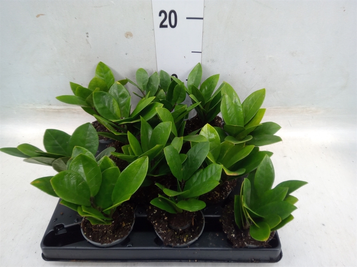 <h4>Zamioculcas zamiifolia</h4>