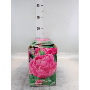 Flowerbulbs, corns or tubers   ...