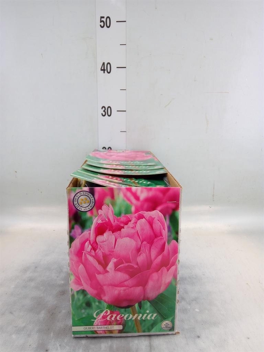 <h4>Flowerbulbs, corns or tubers   ...</h4>