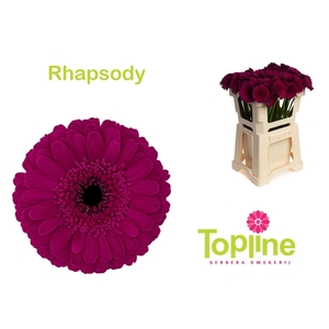 GE MI RHAPSODY