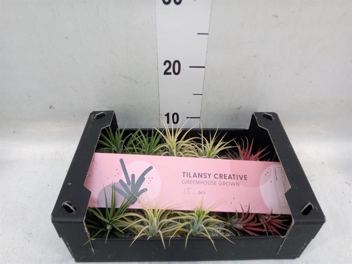 <h4>Tillandsia ionantha</h4>