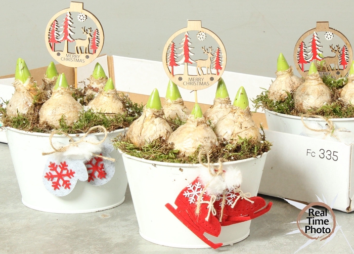 <h4>ARR HYACINTH</h4>