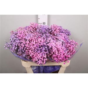 Gyps Rb Pink Lavender (box)