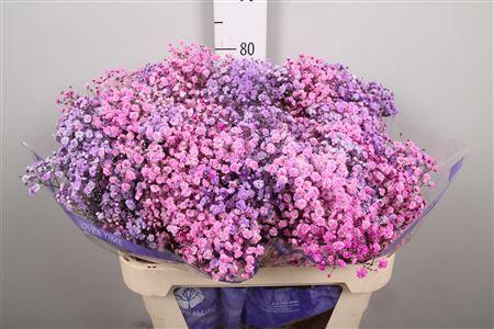 <h4>Gyps Rb Pink Lavender (box)</h4>