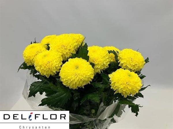 <h4>CHR G BORIS B. SUN</h4>