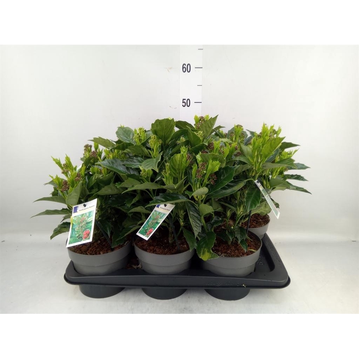 <h4>Aucuba japonica 'Rozannie'</h4>