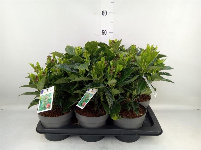 <h4>Aucuba japonica 'Rozannie'</h4>