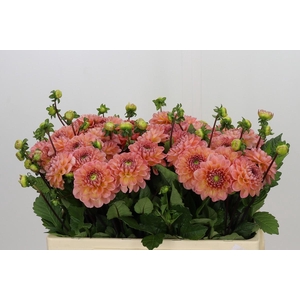 Dahlia Peachy Wizard
