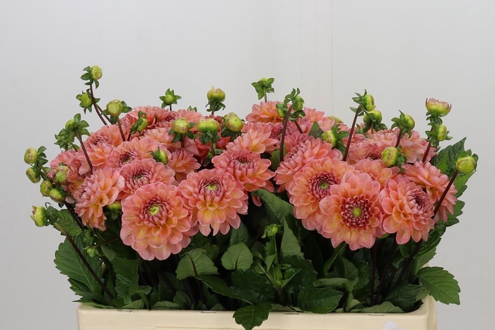 <h4>Dahlia Peachy Wizard</h4>