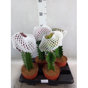 Euphorbia lactea 'Cristata'