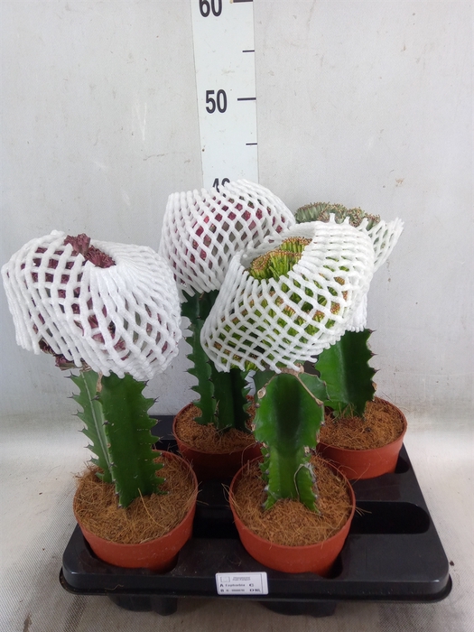 <h4>Euphorbia lactea 'Cristata'</h4>