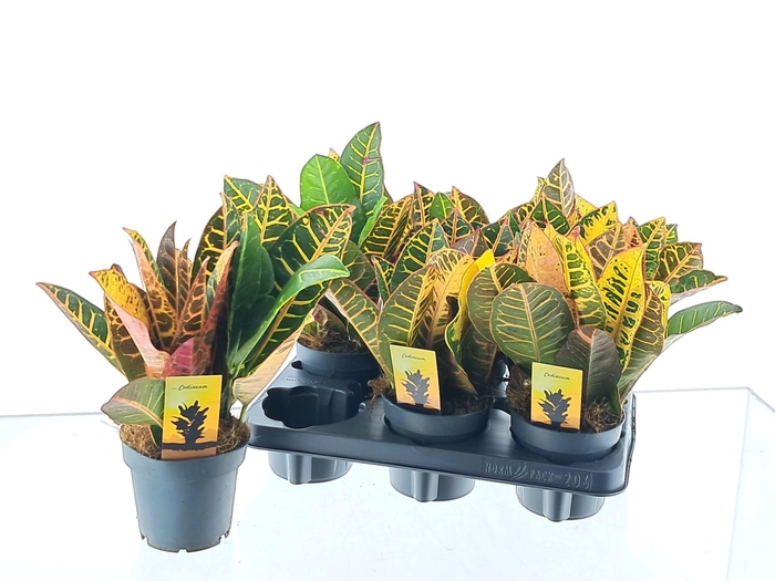 <h4>COD GR PETRA</h4>