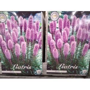 Liatris spicata